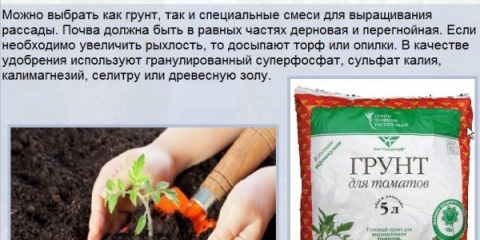 Pregled 9 kupljenih mješavina tla i kako pripremiti tlo za sadnice paradajza kod kuće